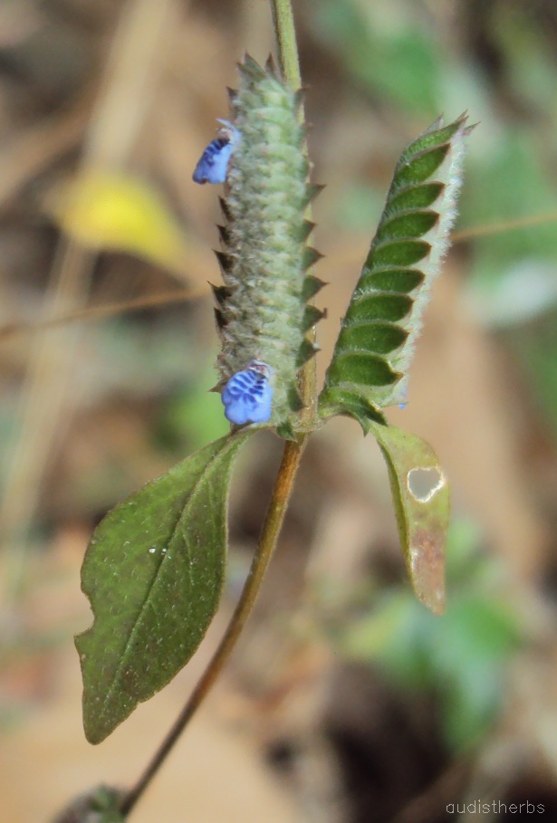 Rungia pectinata flower9.jpg